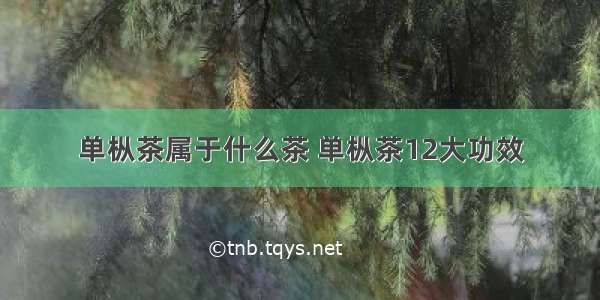 单枞茶属于什么茶 单枞茶12大功效