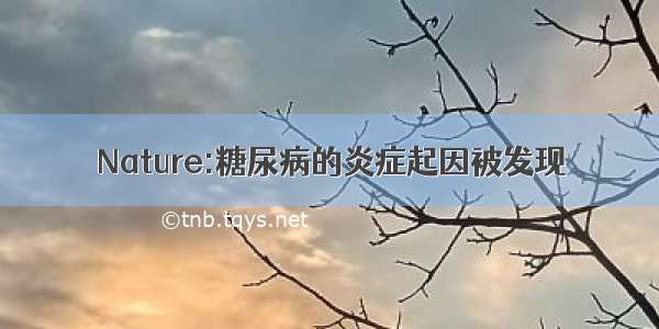 Nature:糖尿病的炎症起因被发现