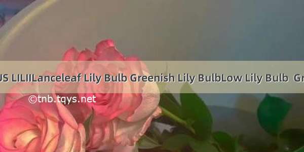 百合BULBUS LILIILanceleaf Lily Bulb Greenish Lily BulbLow Lily Bulb  Greenish Lily