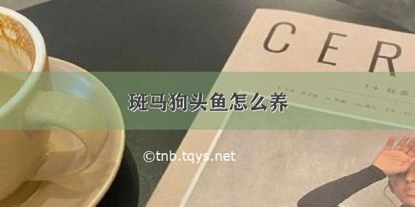 斑马狗头鱼怎么养