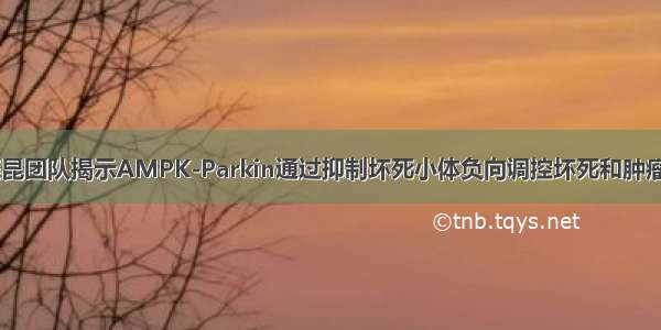 NCB | 楼振昆团队揭示AMPK-Parkin通过抑制坏死小体负向调控坏死和肿瘤生成的机制