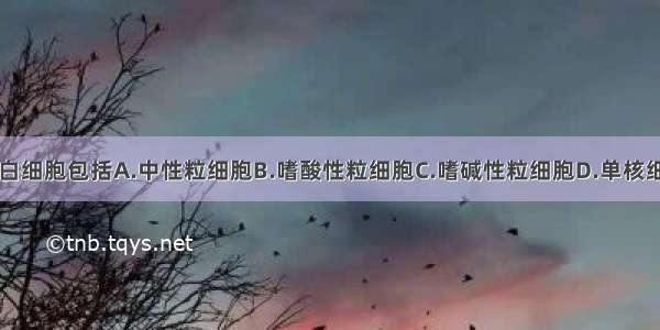 血液循环中的白细胞包括A.中性粒细胞B.嗜酸性粒细胞C.嗜碱性粒细胞D.单核细胞E.淋巴细胞