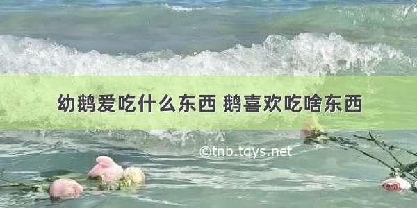 幼鹅爱吃什么东西 鹅喜欢吃啥东西