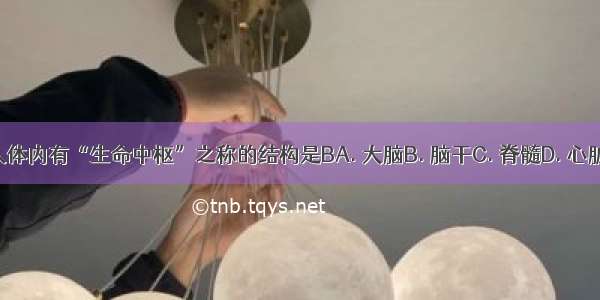 人体内有“生命中枢”之称的结构是BA. 大脑B. 脑干C. 脊髓D. 心脏