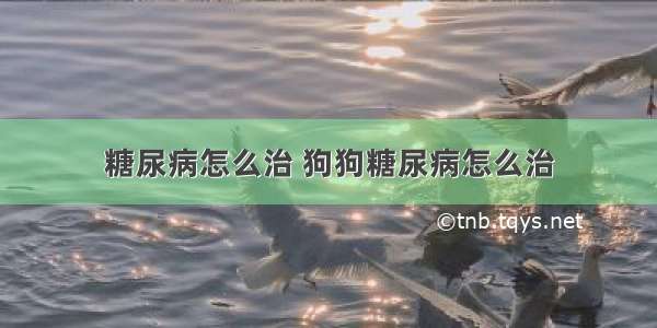 糖尿病怎么治 狗狗糖尿病怎么治