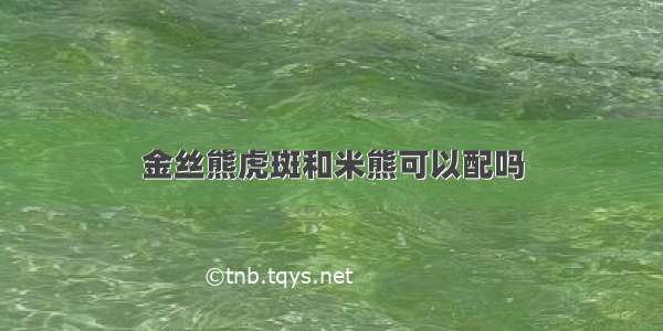 金丝熊虎斑和米熊可以配吗