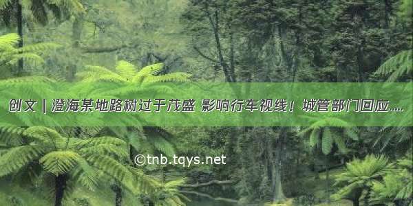 创文 | 澄海某地路树过于茂盛 影响行车视线！城管部门回应.....