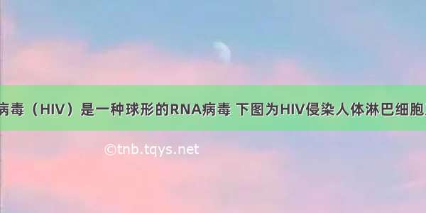 (8分)艾滋病病毒（HIV）是一种球形的RNA病毒 下图为HIV侵染人体淋巴细胞及其增殖过程