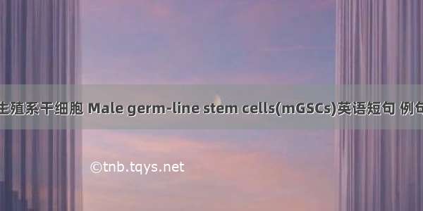 雄性生殖系干细胞 Male germ-line stem cells(mGSCs)英语短句 例句大全