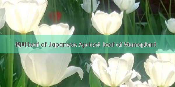 梅叶leaf of Japanese Apricot  leaf of Mumeplant