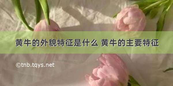 黄牛的外貌特征是什么 黄牛的主要特征