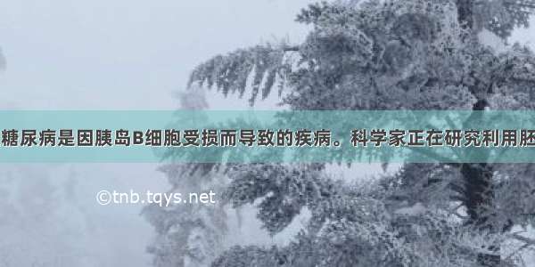 （10分）I型糖尿病是因胰岛B细胞受损而导致的疾病。科学家正在研究利用胚胎干细胞技术