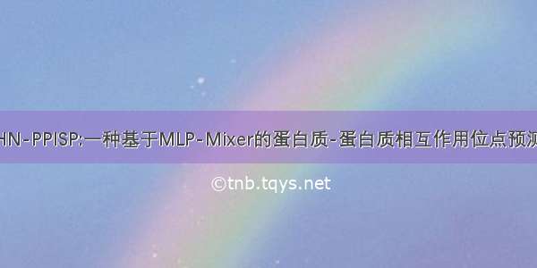 论文解读HN-PPISP:一种基于MLP-Mixer的蛋白质-蛋白质相互作用位点预测混合网络