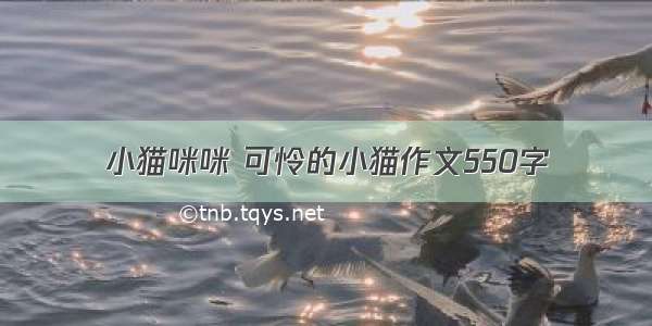 小猫咪咪 可怜的小猫作文550字