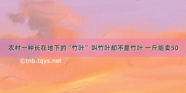 农村一种长在地下的“竹叶” 叫竹叶却不是竹叶 一斤能卖50