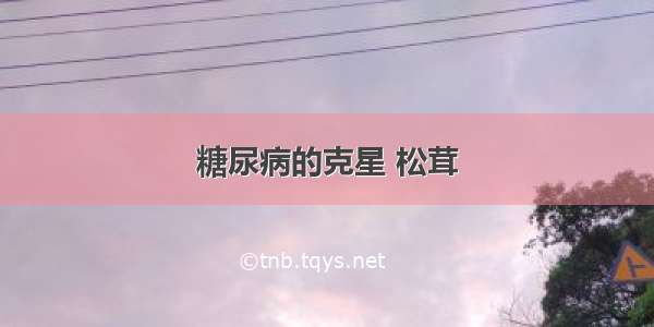 糖尿病的克星 松茸