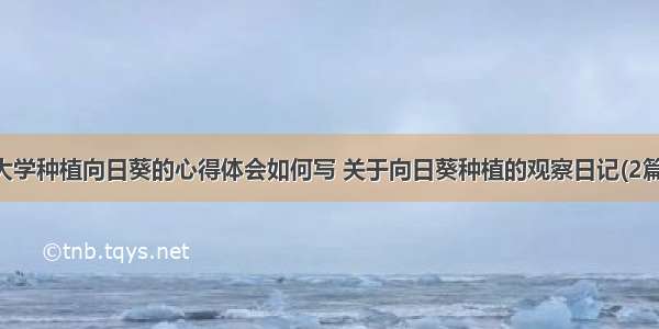 大学种植向日葵的心得体会如何写 关于向日葵种植的观察日记(2篇)