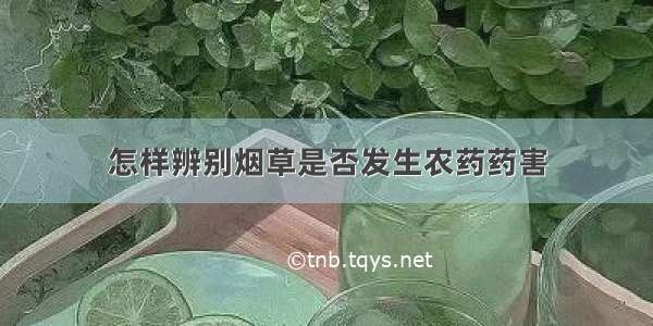 怎样辨别烟草是否发生农药药害