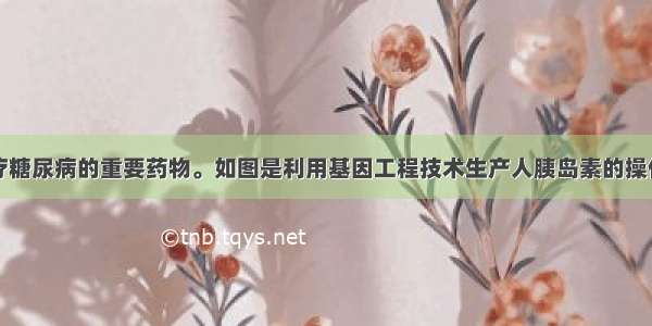 胰岛素是治疗糖尿病的重要药物。如图是利用基因工程技术生产人胰岛素的操作过程示意图