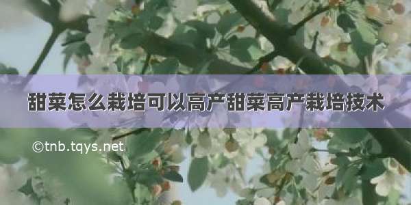 甜菜怎么栽培可以高产甜菜高产栽培技术