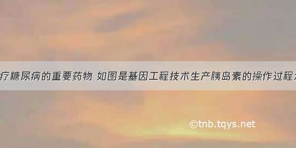 胰岛素是治疗糖尿病的重要药物 如图是基因工程技术生产胰岛素的操作过程示意图 请据