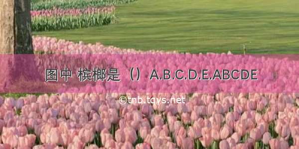 图中 槟榔是（）A.B.C.D.E.ABCDE