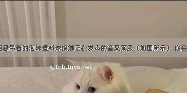 敲响音叉 用悬吊着的泡沫塑料球接触正在发声的音叉叉股（如图所示） 你会看到什么现