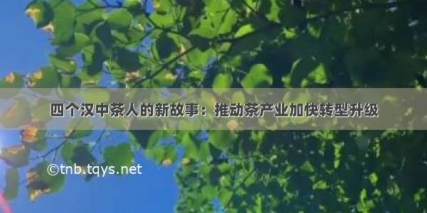 四个汉中茶人的新故事：推动茶产业加快转型升级