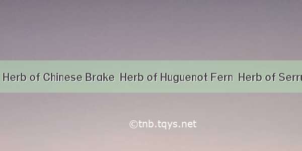 凤尾草Chinese Brake Herb  Herb of Chinese Brake  Herb of Huguenot Fern  Herb of Serrulate Brake  Herb o