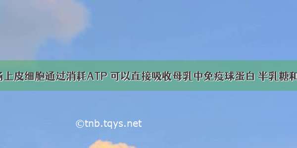 新生儿小肠上皮细胞通过消耗ATP 可以直接吸收母乳中免疫球蛋白 半乳糖和葡萄糖等。