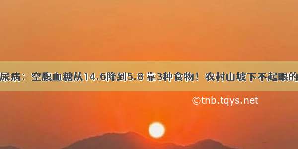 46岁厨师糖尿病：空腹血糖从14.6降到5.8 靠3种食物！农村山坡下不起眼的野草 不仅降