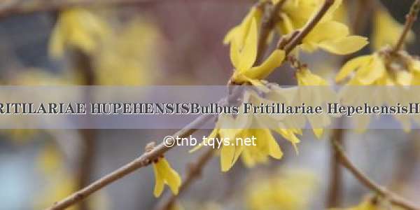 湖北贝母BULBUS FRITILARIAE HUPEHENSISBulbus Fritillariae HepehensisHupeh Fritillary Bulb