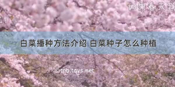 白菜播种方法介绍 白菜种子怎么种植