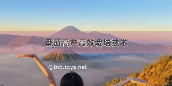 番茄高产高效栽培技术