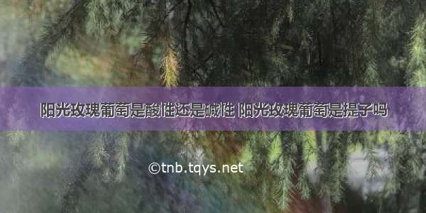 阳光玫瑰葡萄是酸性还是碱性 阳光玫瑰葡萄是提子吗