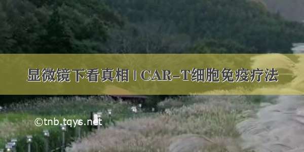 显微镜下看真相 | CAR-T细胞免疫疗法