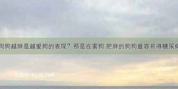 狗狗越胖是越爱狗的表现？那是在害狗 肥胖的狗狗最容易得糖尿病