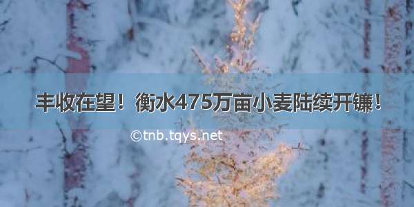 丰收在望！衡水475万亩小麦陆续开镰！