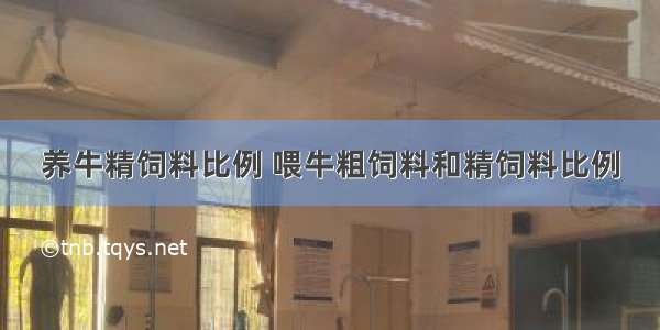 养牛精饲料比例 喂牛粗饲料和精饲料比例