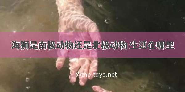 海狮是南极动物还是北极动物 生活在哪里