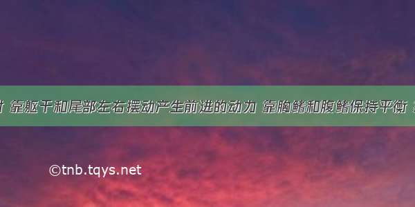 鱼在游泳时 靠躯干和尾部左右摆动产生前进的动力 靠胸鳍和腹鳍保持平衡 靠尾鳍保持