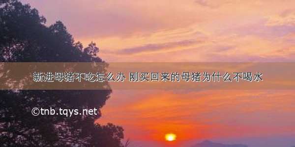 新进母猪不吃怎么办 刚买回来的母猪为什么不喝水