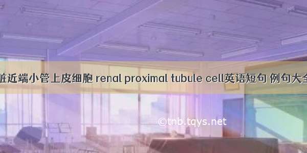 肾脏近端小管上皮细胞 renal proximal tubule cell英语短句 例句大全