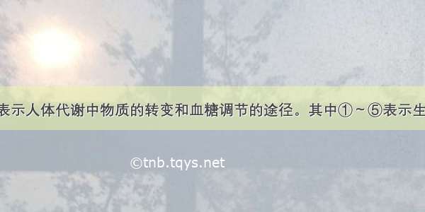 (10分)下图表示人体代谢中物质的转变和血糖调节的途径。其中①～⑤表示生理过程 ⑥～