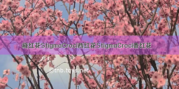 藏红花StigmaCroci西红花StigmaCroci番红花