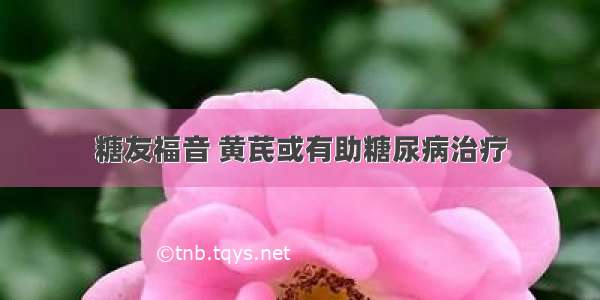 糖友福音 黄芪或有助糖尿病治疗