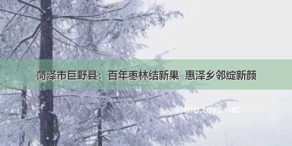 菏泽市巨野县：百年枣林结新果  惠泽乡邻绽新颜