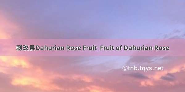 刺玫果Dahurian Rose Fruit  Fruit of Dahurian Rose