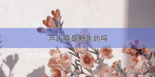 卢氏鸡是野生的吗